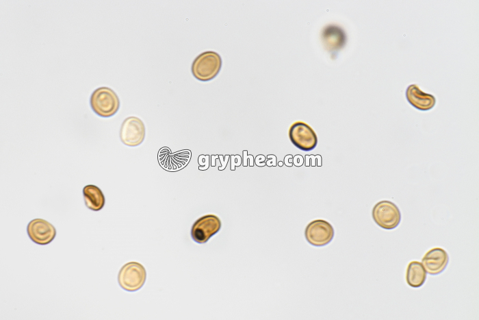 Spores de champignon x200 - gryphea.com